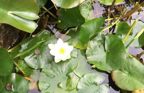 Perthi Uchaf - Foto 33