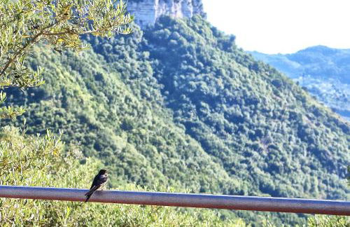 Tenuta Buonocore - Foto 23