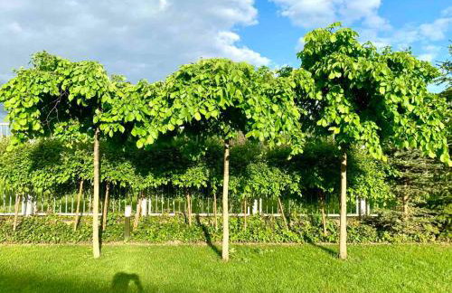 Luxury Villa - JessApart Walendia - Foto 53