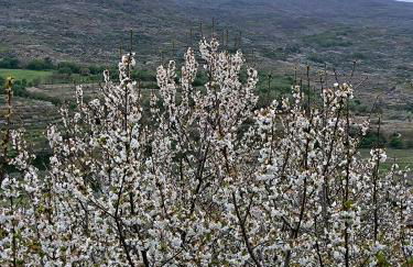 Los Naranjos de Jerte - Foto 14