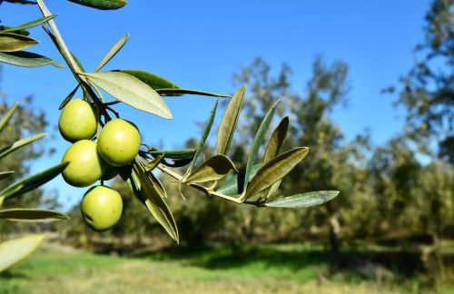 Herdade da Burquilheira Family Retreat - Foto 46