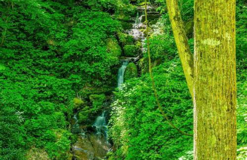 Nature's Paradise at 'The Reserve at Hot Springs' - Foto 19