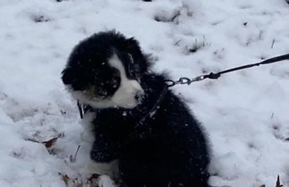 Bear's Mountaintop Home with Gorgeous Lake Views chalet - Foto 54