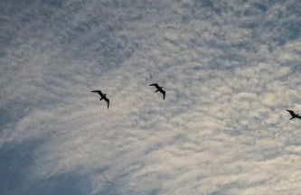 Grande maison à deux pas de la mer - Foto 57