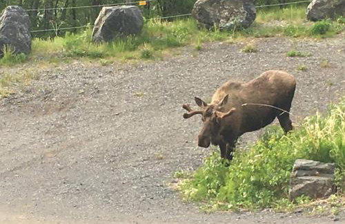 Turnagain View Lodge and Wedding Venue - Photo 7
