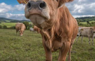 Pastelova Krova - domki w Bieszczadach - Foto 19