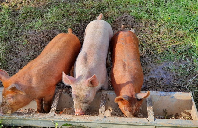 Double Decker Bus on an Alpaca Farm Sleeps 8 - Foto 71