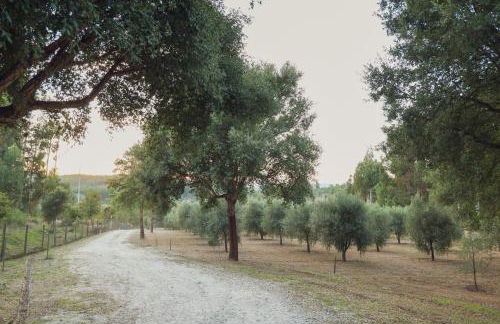 I Love Dão - Casas Da Fraga - Foto 58