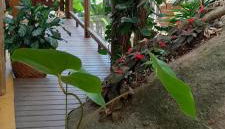 Morena Flor Cabana - Foto 2, Garden