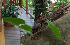 Morena Flor Cabana - Foto 2