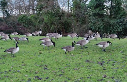 Billing Aquadrome ,3 bedrooms caravan - Photo 29