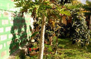 Villa Canaria piscina jacuzzi jardín - Foto 51