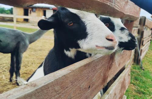 Agroturystyka Nad Łąkami - Foto 55