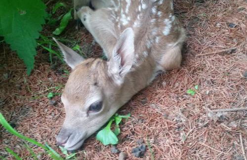 Dom na polanie - Photo 40