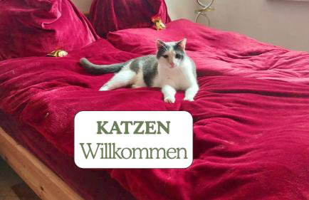 Hundeurlaub - Tiny House im Wald - Foto 13
