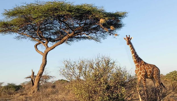 Safari privado de 2 o 3 días por la Reserva Nacional de Samburu - Foto 2, Descubriréis la belleza salvaje del norte de Kenia