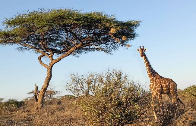 Safari privado de 2 o 3 días por la Reserva Nacional de Samburu - Foto 1