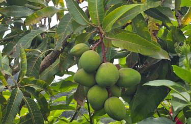 Casa da Cruz - Foto 25