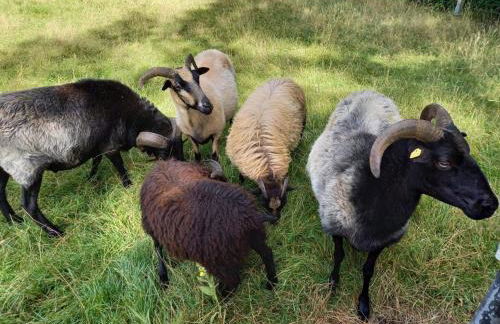 Holiday Home Haus Elbrose inmitten von Rosen mit Elbdeichzugang by Interhome - Foto 19