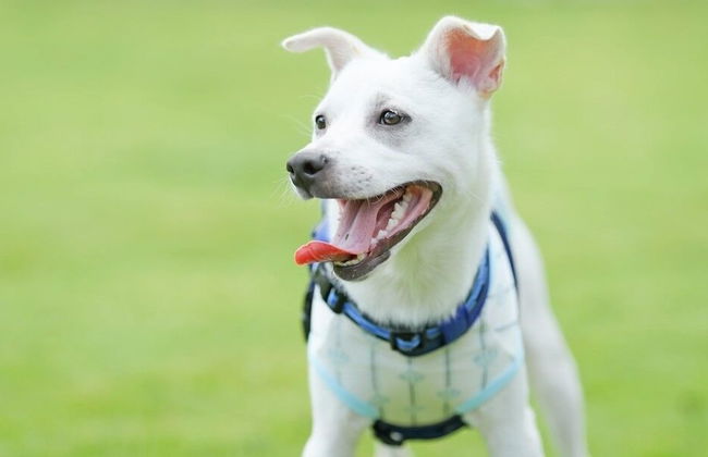 Ponta Village Karuizawa - Foto 35