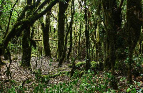 Casas Rurales El Serrillal - Foto 42