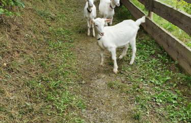 Landleben - Ferienhaus 2 - Foto 27