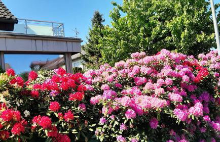 Ferienwohnung Bauchert - Photo 16