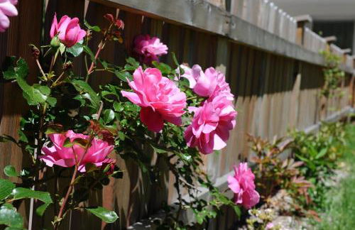 Apartments Cesa Leni - Foto 28