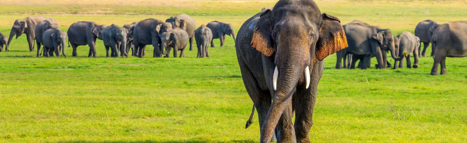 Safári privado pelo Parque Nacional de Minneriya