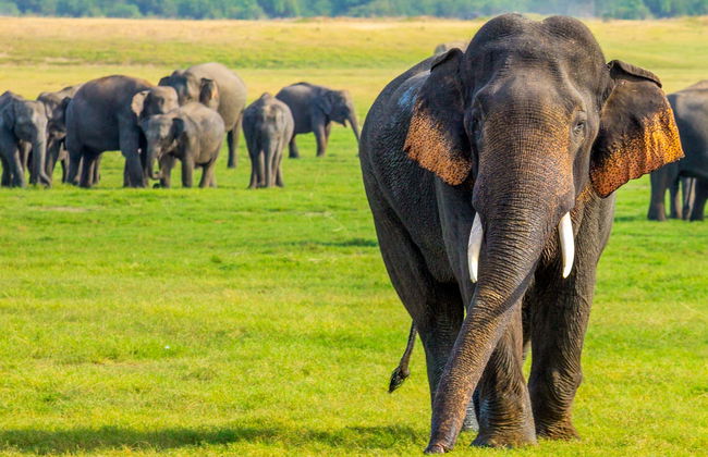 Safari privé dans le Parc National de Minneriya - Photo 1