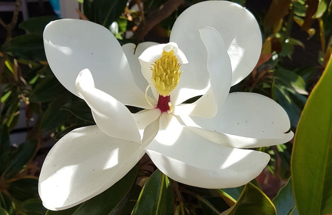 Healesville House - Magnolia House - Foto 49