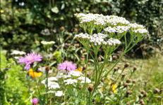 Gîte classé deux étoiles gite de France n 17 Signy-le-Petit - Foto 43