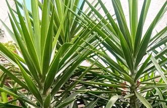 Grande chambre studio 23 m2 avec salle de bain, WC et kitchenette - Foto 10