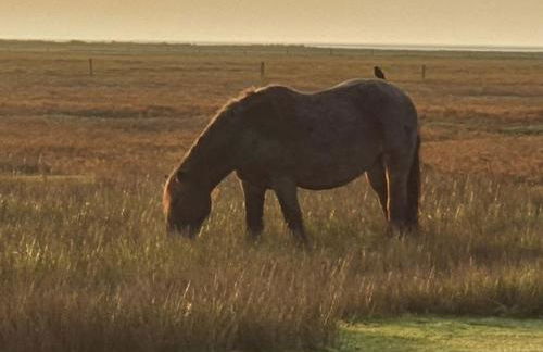 Haus Delphin - Foto 10
