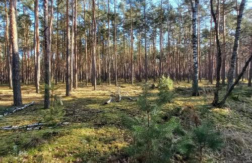 Jeziorskie Zacisze & balia - Foto 23