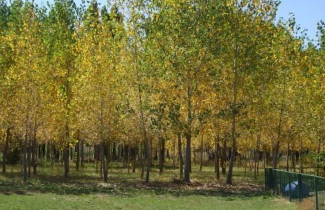 Cabañas Uspallata - Foto 13