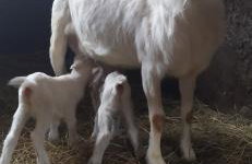 Agroturystyka ,Jarzębina' - Foto 23