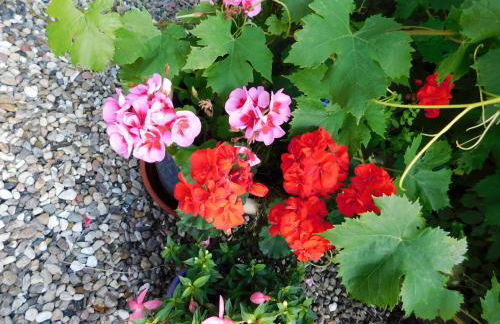 Ferienhof - Rauhenberg - Foto 49