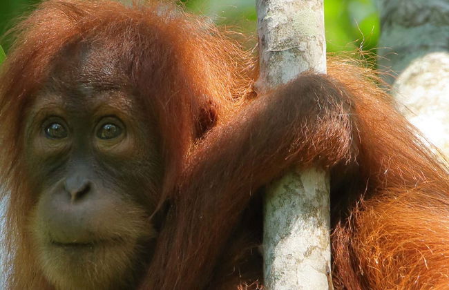 Observation d'orangs-outans à Gunung Leuser en 3 à 4 jours - Photo 1