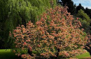 Flurry's Lodge - Foto 40