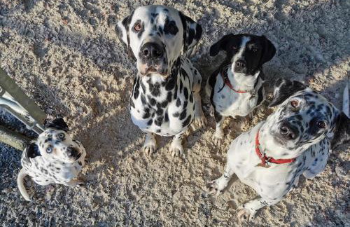 Glen Roe - 3 Bed Lodge on Friendly Farm Stay - Foto 76