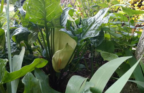 Le Gite de la Loire - Photo 67