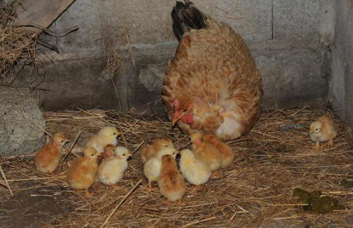 Casa do Valo - Foto 77