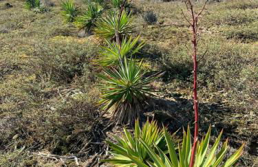 Cabane Jasmine I Plage I Wifi I Plancha I Jardin - Foto 34