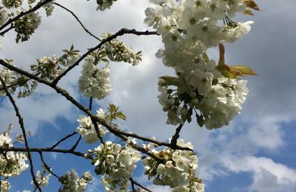 Wohnen im Alten Land - Photo 40