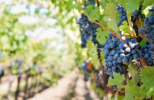 Le Chalet Médocain - Foto 35