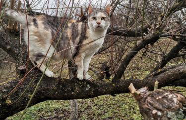 Panorama Apartman - Foto 8