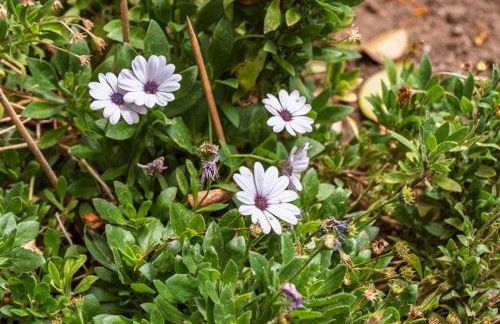 Casa Nª Srª das Graças - Foto 49