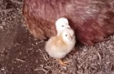 Quinta da Boa Vista São Chico - Foto 35