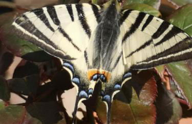 Appartamento Azzurra - Foto 34